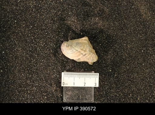 Inoceramus