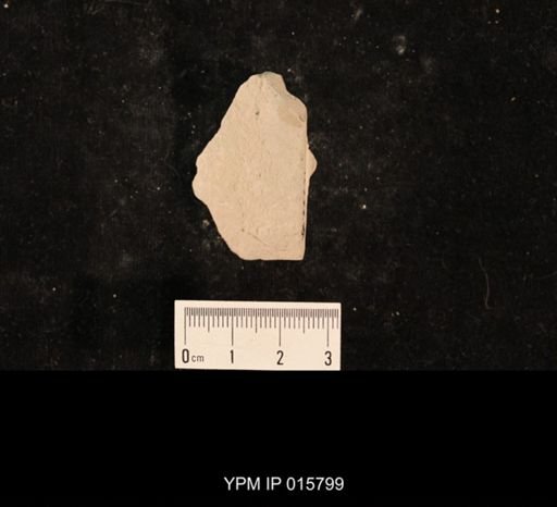 Dichentomum tinctum