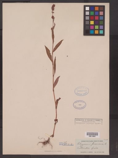 Polygonum persicaria