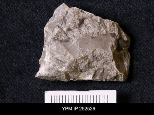 undet. Trilobita