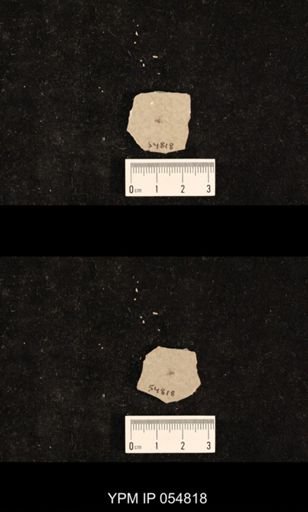 undet. Hexapoda