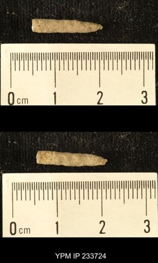 Archaeocidaris sp.