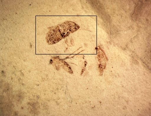 Blattodea?
