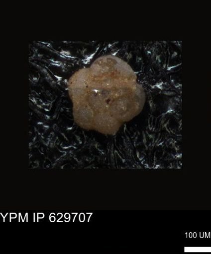 undet. Foraminiferida