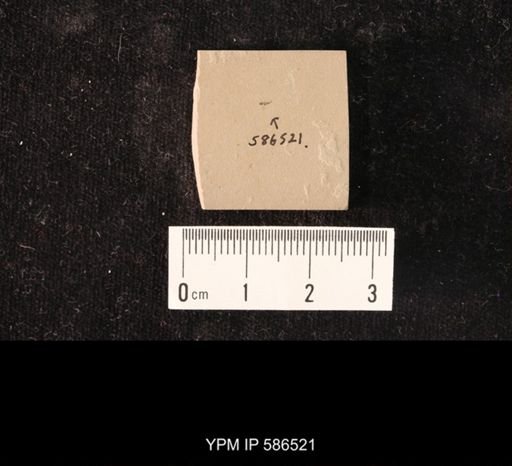 undet. Hymenoptera