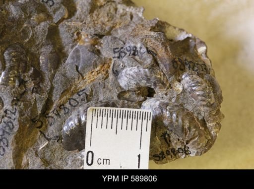 Hoploscaphites comprimus