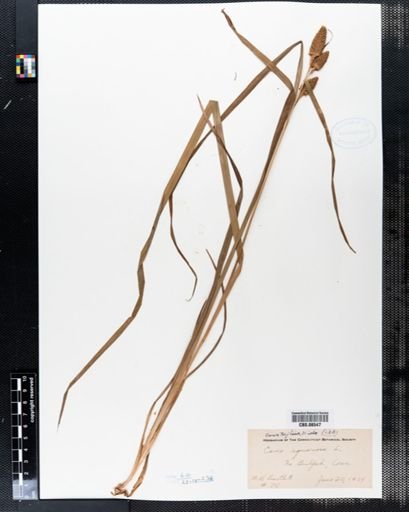 Carex typhina