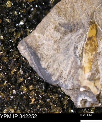 undet. Scaphitidae