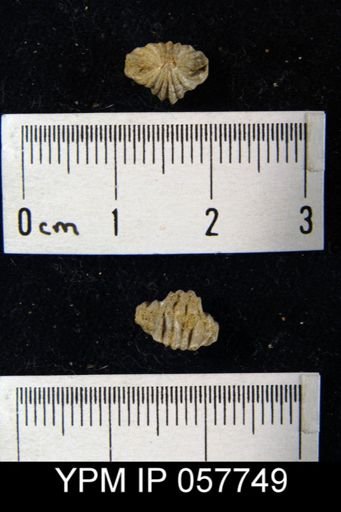 Camarotoechia transversa