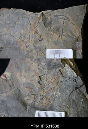 undet. Graptolithina