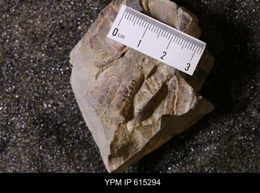 Baculites sp.
