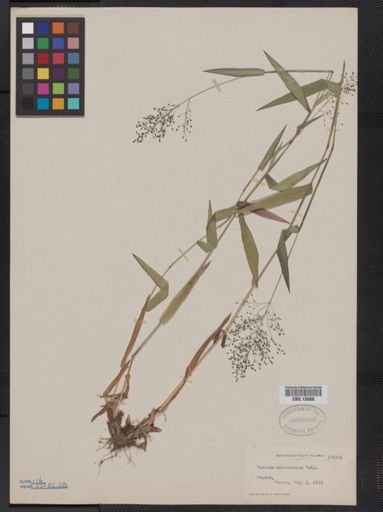 Panicum microcarpon