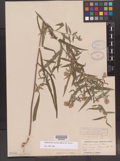 Symphyotrichum racemosum