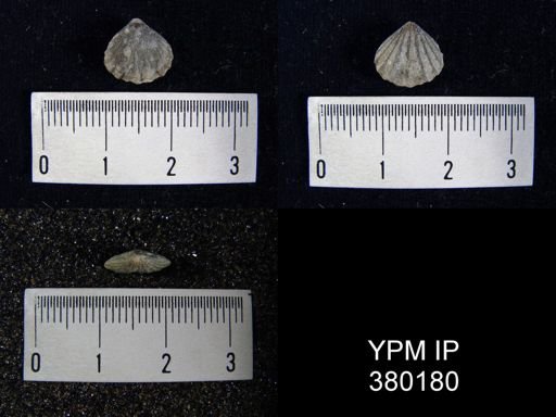Camarotoechia whitei
