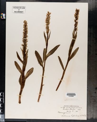 Habenaria