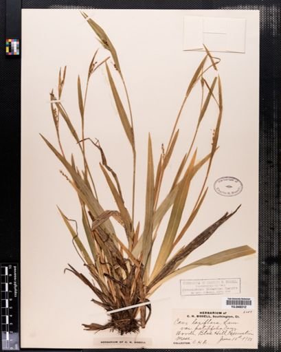 Carex laxiflora