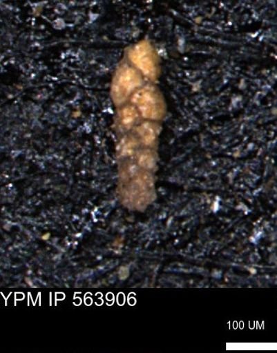 Ammobaculoides phaulus