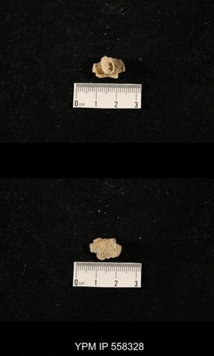 Ctenolosia?