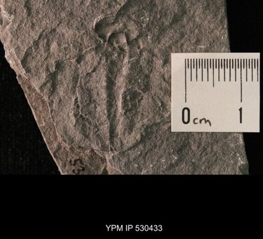 Trilobita