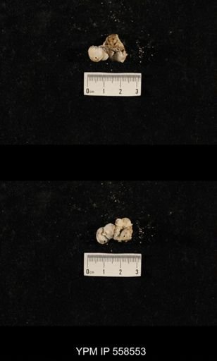 Girtycoelia sp.