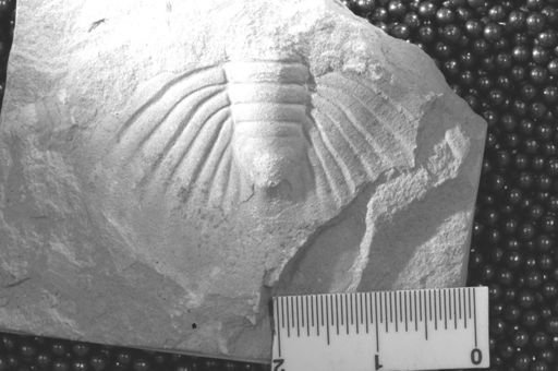 Dikelocephalus sp.