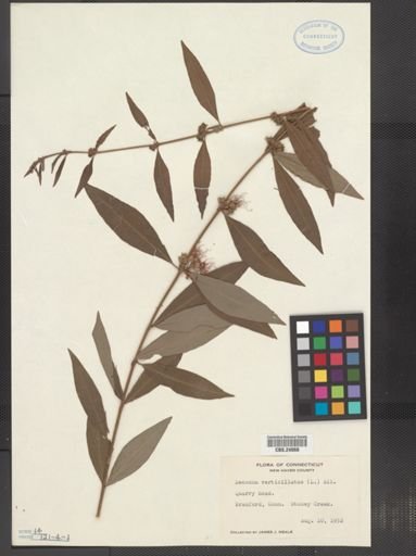 Decodon verticillatus