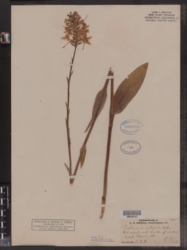 Habenaria ciliaris