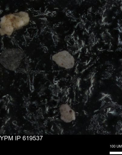 undet. Foraminiferida