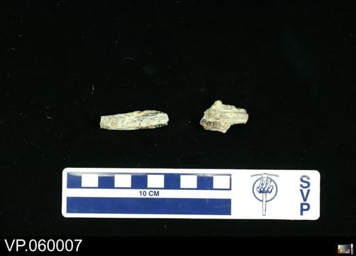 undet. Actinopterygii