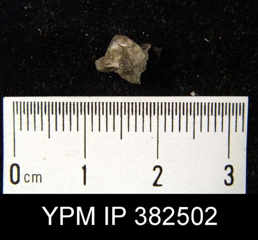 Ambocoelia planoconvexa