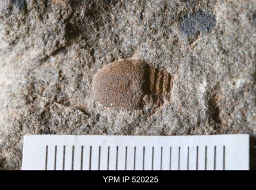 undet. Trilobita