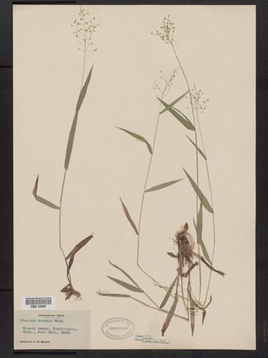 Panicum boreale