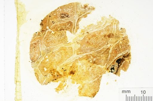 Cycadeoidea marshiana