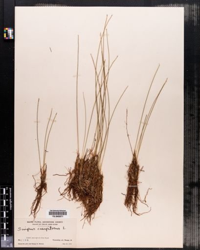 Scirpus caespitosus
