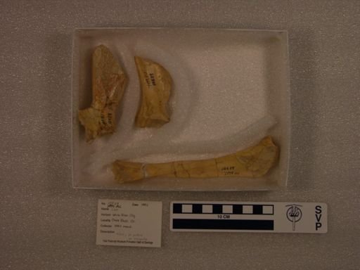 Felidae