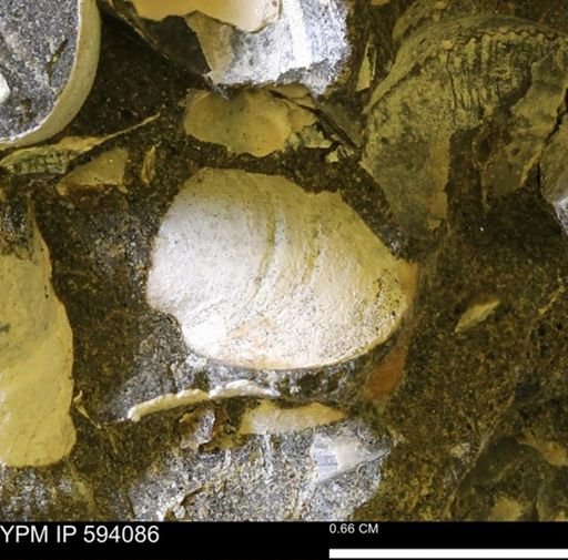 Limopsis? striatopunctatus