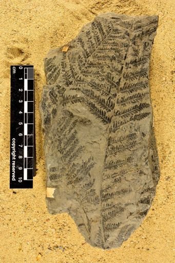 Pecopteris plumosa