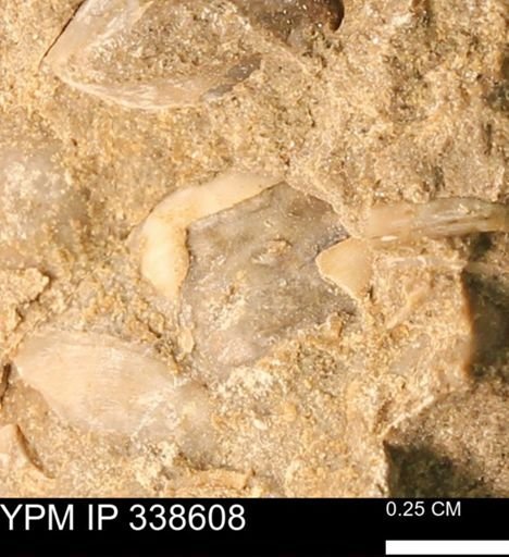 undet. Mollusca