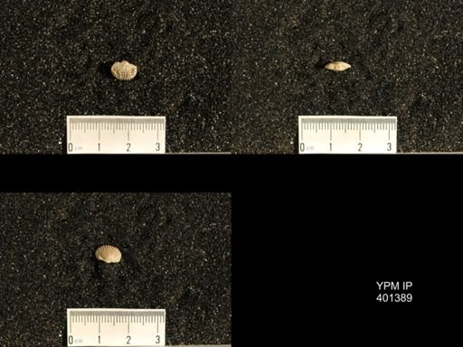 Plectorthis plicatella