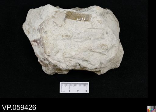Xiphactinus sp.