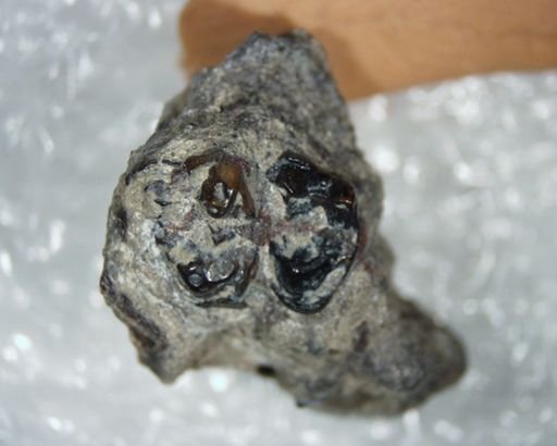 Pelycodus sp.