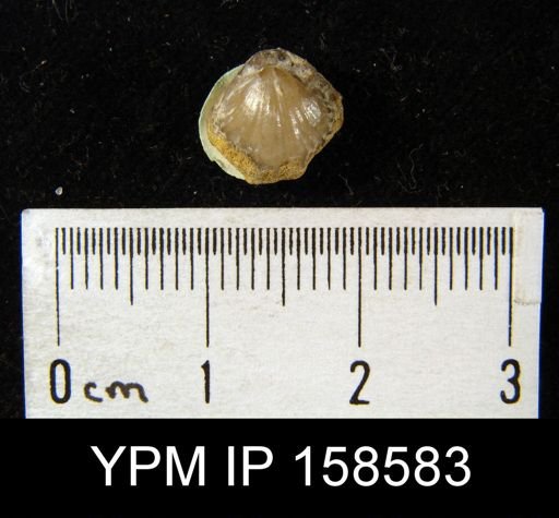 Camarotoechia pyrrha