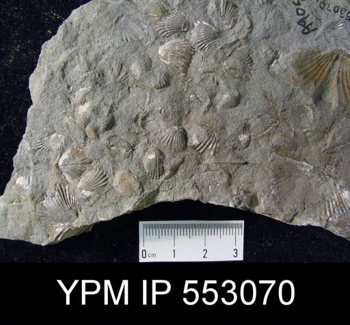Camarotoechia sp.