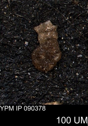 Ammobaculites subcretaceus