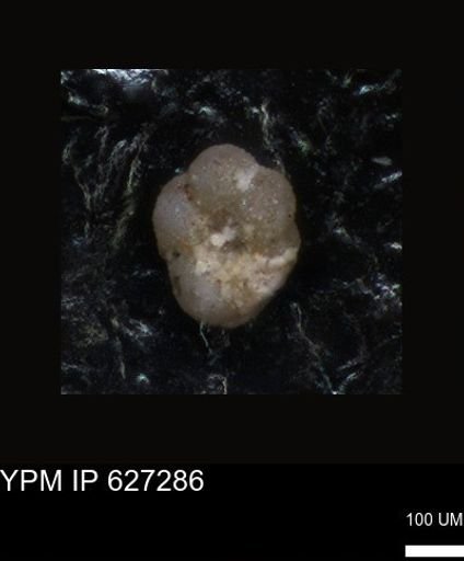 undet. Foraminiferida