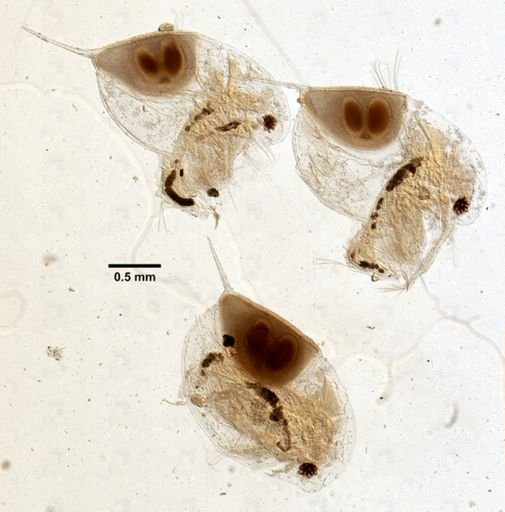 Daphnia