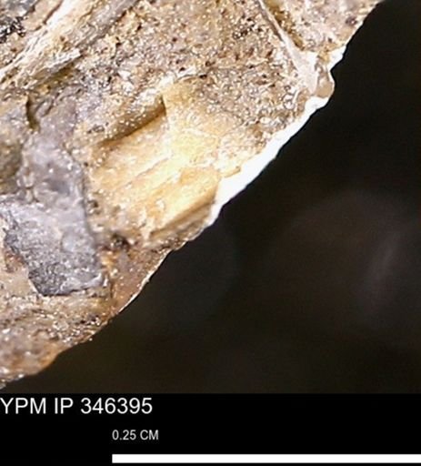 undet. Mollusca