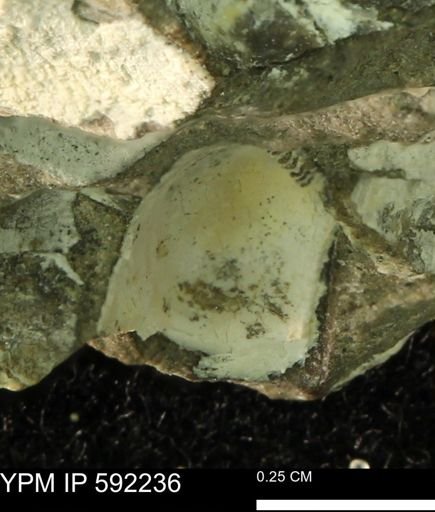 undet. Nuculanidae
