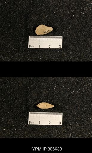 Phestia bellistriata