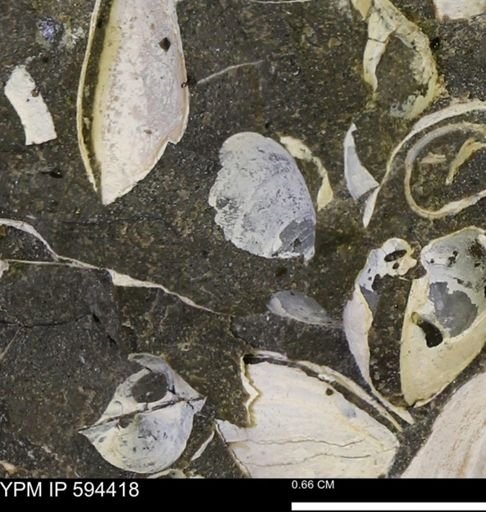 Protocardia sp.